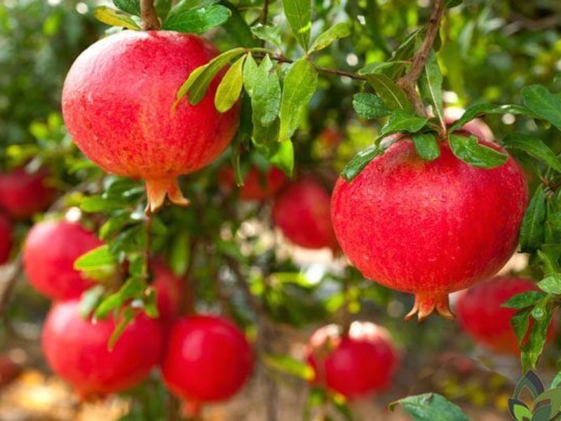 منطقه «عرب رودبار» سیروان قطب تولید انار در استان ایلام است