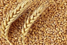 توزیع ۲۱ هزار تن بذر گندم بین کشاورزان ایلامی