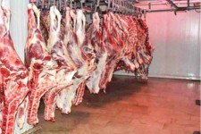 آغاز طرح تولید قراردادی گوشت قرمز در استان ایلام