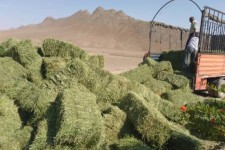 ۴۵ هزار تن علوفه موردنیاز در ایلام تأمین شد