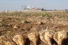 آغاز برداشت چغندرقند از مزارع ایوان