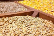 اختصاص ۱۸۰ کیلوگرم نهاده دامی به‌ازای هر رأس دام عشایر ایلام