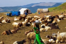 عشایر ایلام سالانه هشت هزار تن گوشت تولید می‌کنند