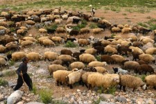 دامداران فاقد «کارت چَرا» هفت میلیون ریال به‌ازای هر دام جریمه می‌شوند