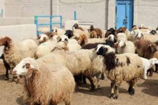 روستاییان از خرید و جابه‌جایی احشام فاقد گواهی سلامت خودداری کنند
