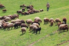 جامعه عشایری بخش اعظمی از پروتئین ایلام را تأمین می‌کند