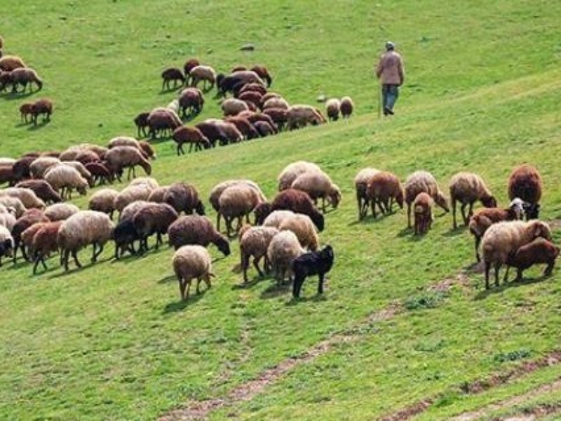 جامعه عشایری بخش اعظمی از پروتئین ایلام را تأمین می‌کند