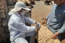 هزینه ۲ میلیارد و ۲۰۰ میلیون‌تومانی برای فعالیت‌های دامپزشکی چرداول