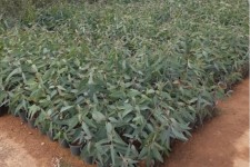 طرح توسعه زراعت چوب در ۵ هزار هکتار از اراضی گرمسیری ایلام اجرا می‌شود
