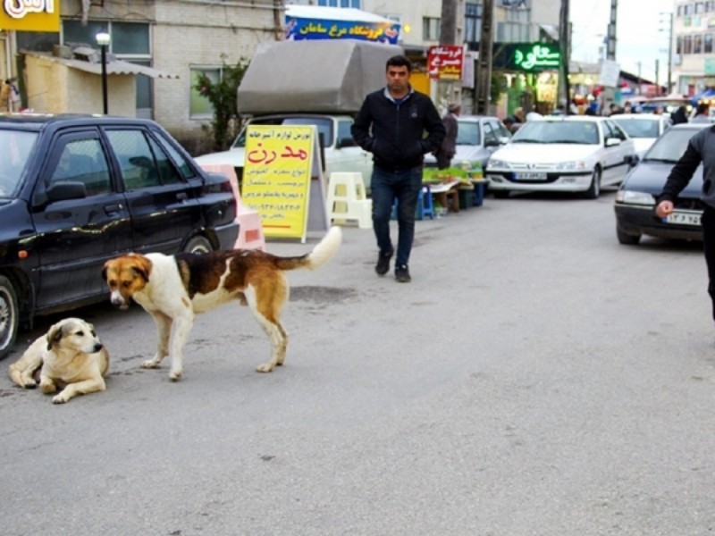 ضرورت ساماندهی مسئله سگ‌های ولگرد در ایلام