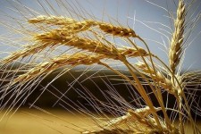 خریداری ۲۵ هزار تن گندم بذری تولید شده ایلام از کشاورزان