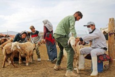 واکسینه شدن ۹۰ هزار رأس دام سبک در ایوان