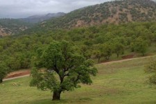 مسئله درختان و احیای طبیعت در ایلام