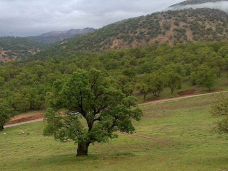 مسئله درختان و احیای طبیعت در ایلام