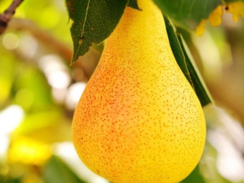 پردرآمدترین درختان میوه را بشناسید