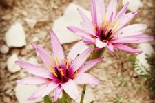 کشت زعفران در ملکشاهی