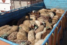حمل‌ونقل هرگونه دام فاقد پلاک در ایلام تخلف است