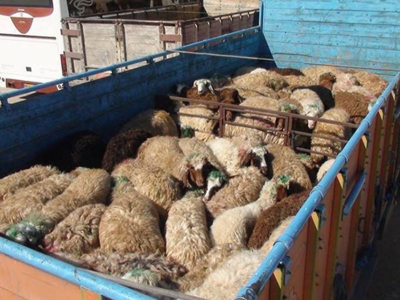 حمل‌ونقل هرگونه دام فاقد پلاک در ایلام تخلف است