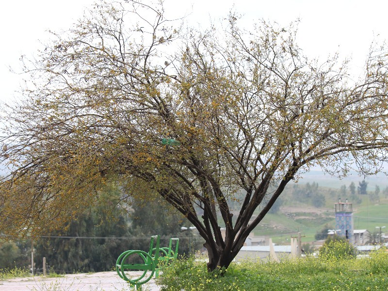 زیبایی طبیعت روستای گنبد پیرمحمد (ع)