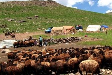 تولید ۸ هزار و ۷۰۰ تن گوشت قرمز توسط عشایر ایلام