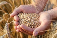 جشن استانی گندم در دهلران برگزار می‌شود