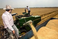 برداشت ۲۳۰ هزار تن گندم از مزارع دهلران