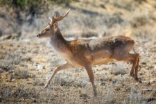 تولد اولین گوزن زرد در سایت مانشت