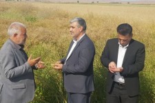 خرید ۱۷ هزارتن کلزای ایلام توسط شبکه تعاونی