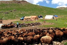 ۱۸ درصد جمعیت جامعه عشایری ایلام در آبدانان هستند
