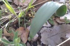 «بولوله» گیاهی پر خاصیت در دل طبیعت ایلام