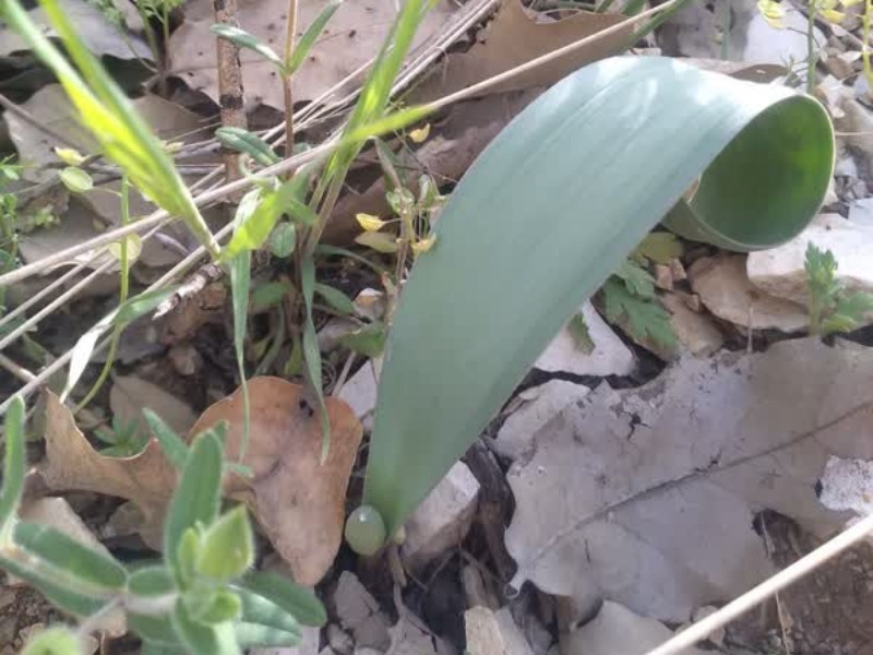 «بولوله» گیاهی پر خاصیت در دل طبیعت ایلام