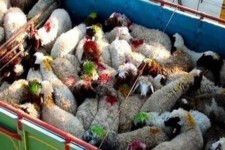 باند3 نفره  قاچاقچیان احشام در دهلران دستگیر شدند