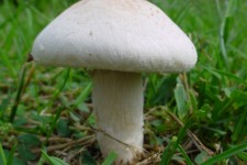 شهروندان از مصرف خودسرانه قارچ در طبیعت خودداری کنند