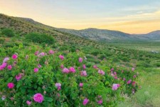 ایلام ظرفیت مناسبی برای توسعه کشت گل محمدی دارد