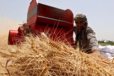 ایلام دارای یکی از باکیفیت‌ترین محصول گندم در کشور است