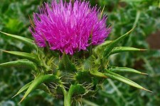 «کرکول» گیاهی با خواص درمانی بسیار  