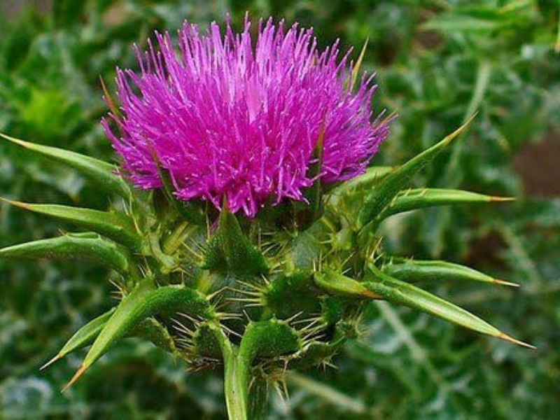 «کرکول» گیاهی با خواص درمانی بسیار  