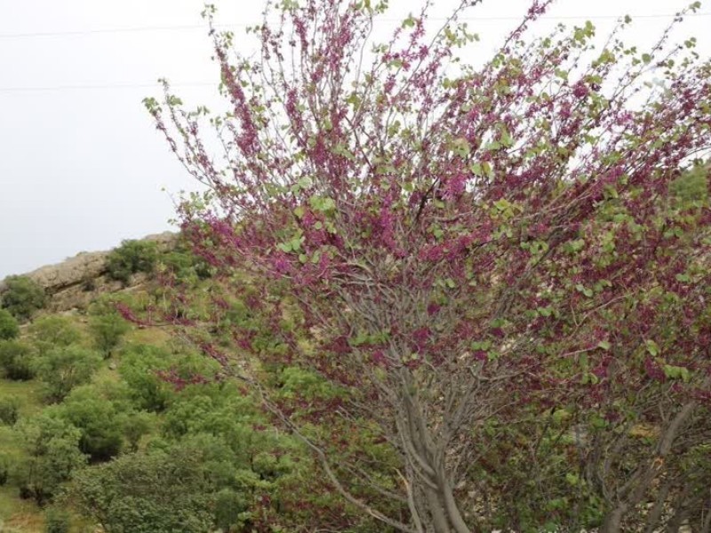 تنگه ارغوان طبیعتی زیبا در ایلام