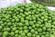 برداشت گوجه‌سبز از باغات ایلام آغاز شد