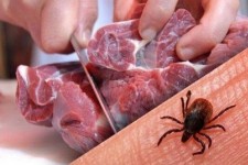 شناسایی یک مورد تب کریمه در ایلام