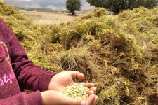 برداشت عدس از مزارع ملکشاهی