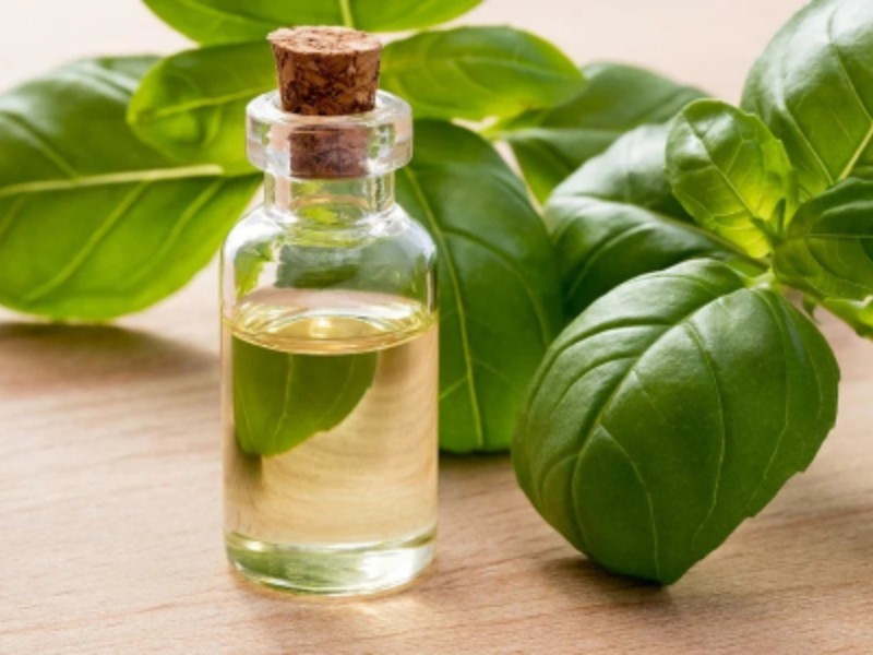 خواص شگفت انگیز روغن ریحان برای سلامتی