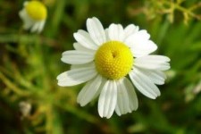 گیاه بابونه دارویی تسکین‌دهندهٔ اضطراب