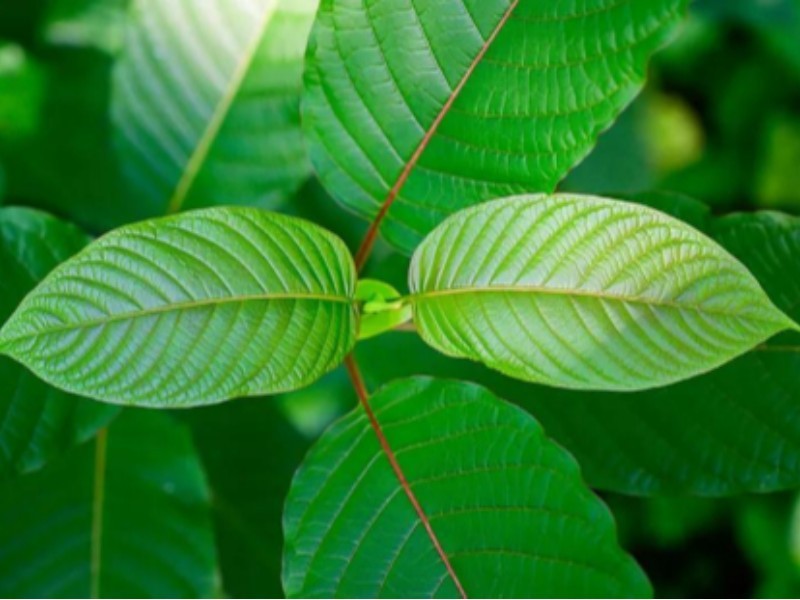 کراتوم؛ گیاهی با خواص شگفت‌انگیز یا خطرات پنهان