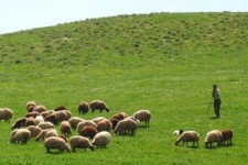 مدیریت جمعیت دام مولد ایلام باید پیگیری شود
