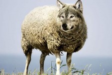 جایی که گرگ‌ها لباس میش بر تن کرده‌اند