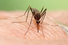 موردی از «تب دنگی» در ایلام مشاهده نشد