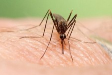 موردی از تب دنگی در ایلام مشاهده نشد