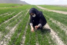 پایش مداوم باعث کنترل خسارت به گندم‌زارهای ایلام شد