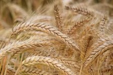 خرید تضمینی ۳۴۸ هزار تن گندم در  ایلام